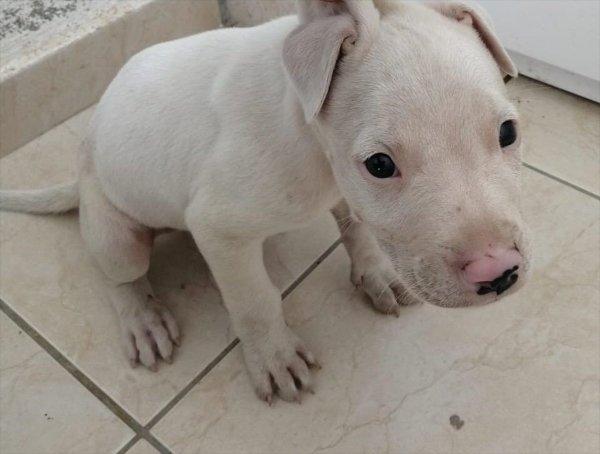 Muğla'da kaza yapan hırsızlar yakalandı