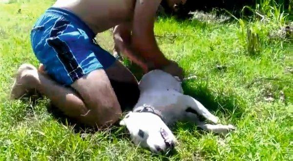 Osmaniye'de akarsuda boğulan köpek kurtarılamadı