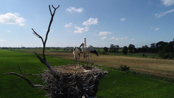 Arazisini leyleklere yuva yaptı