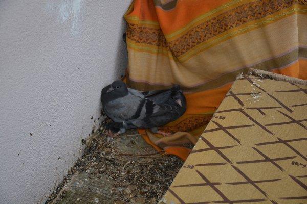 Sinop'ta balkona yuva yapan güvercinler