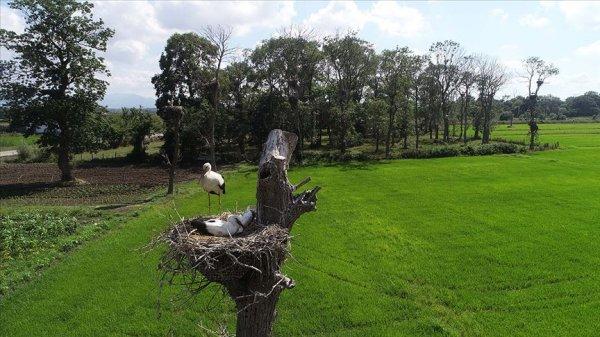 Arazisini leyleklere yuva yaptı