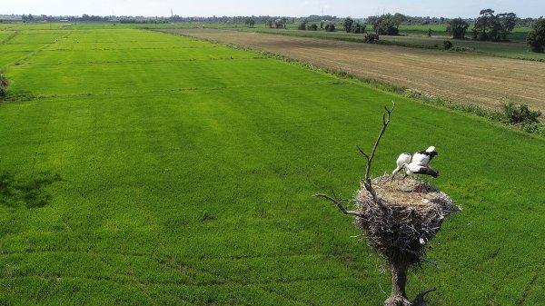 Arazisini leyleklere yuva yaptı