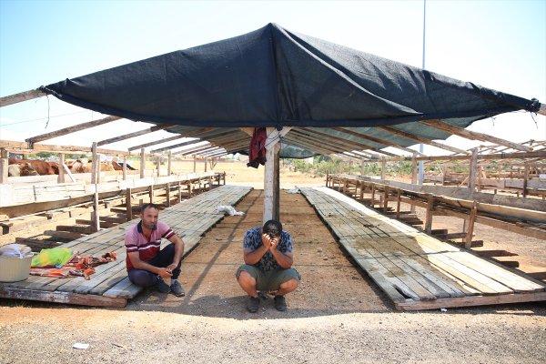 Nakliye için verdiği kurbanlıkları çalındı