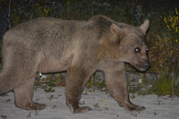 Aç kalan hayvanlar şehir merkezine indi