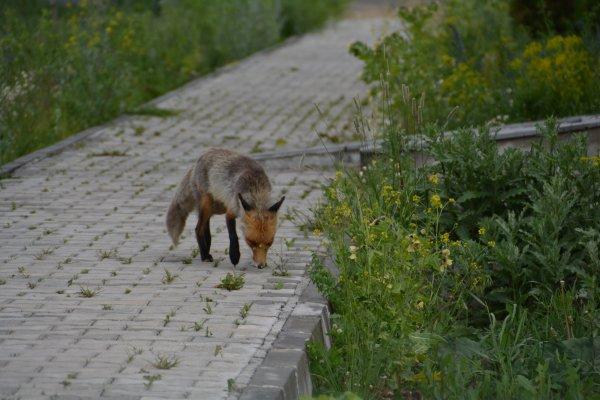 Aç kalan hayvanlar şehir merkezine indi
