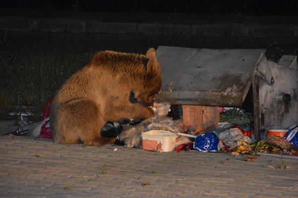 Aç kalan hayvanlar şehir merkezine indi