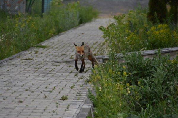 Aç kalan hayvanlar şehir merkezine indi