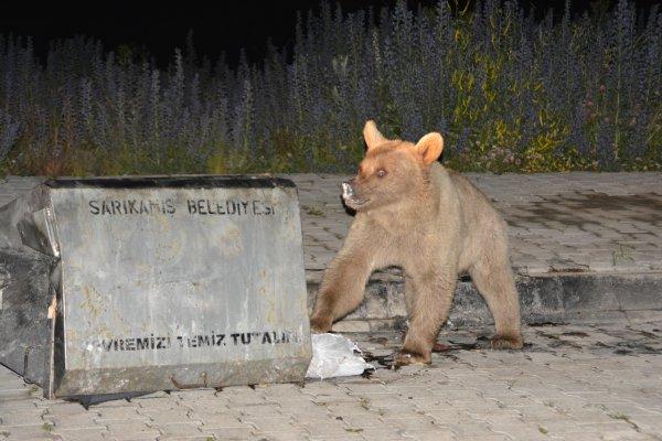 Aç kalan hayvanlar şehir merkezine indi