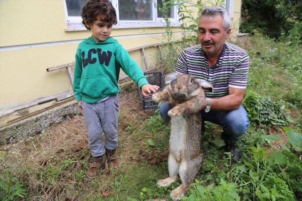 Ordu'da dev tavşan ilgi odağı oldu