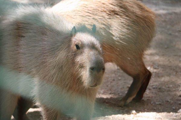 Dünyanın en iri kemirgeni ilgi odağı oldu