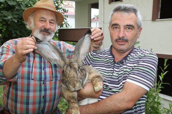 Ordu'da dev tavşan ilgi odağı oldu