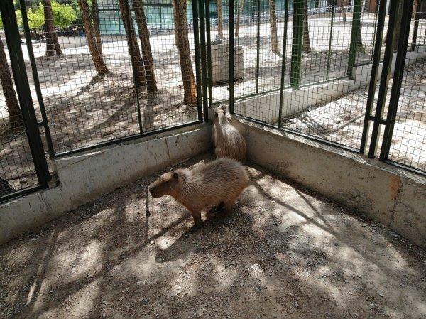 Dünyanın en iri kemirgeni ilgi odağı oldu