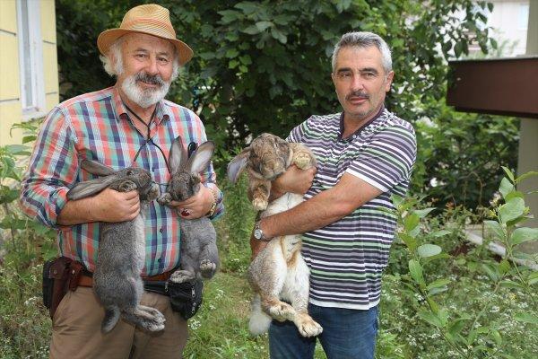 Ordu'da dev tavşan ilgi odağı oldu