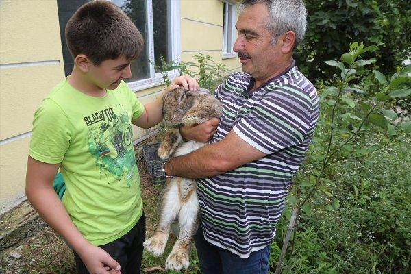 Ordu'da dev tavşan ilgi odağı oldu