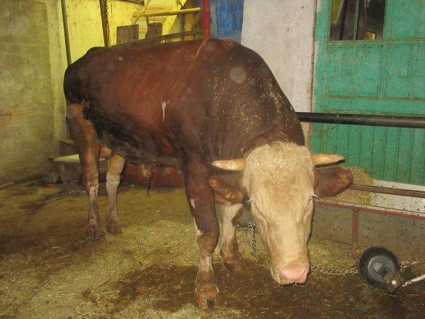 Afyonkarahisar'da kurbanlık Hüdai pazara çıkarılamadı