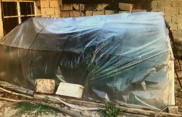 Adana'da bahçesinde kenevir serası kurdu