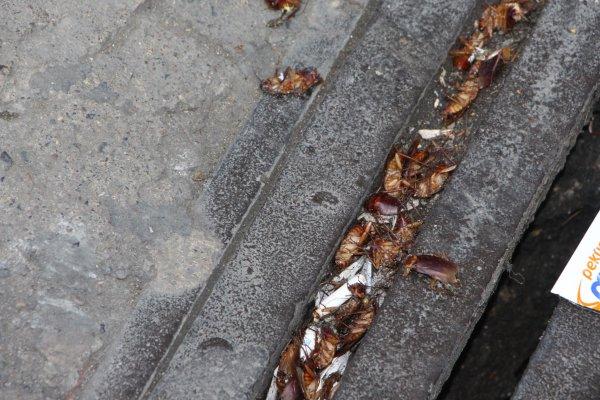 Trabzon’da caddeyi saran kakalaklar ilaçlandı