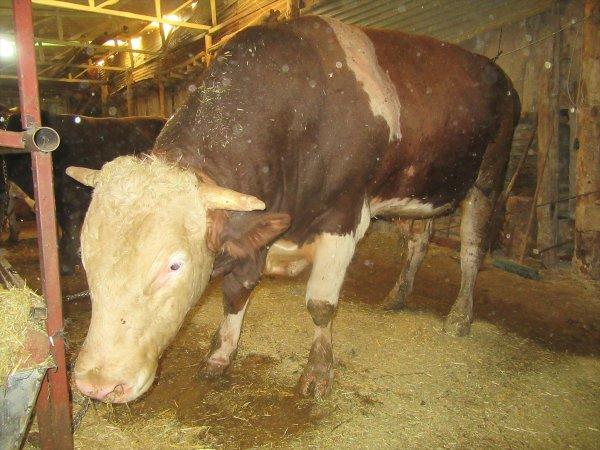 Afyonkarahisar'da kurbanlık Hüdai pazara çıkarılamadı