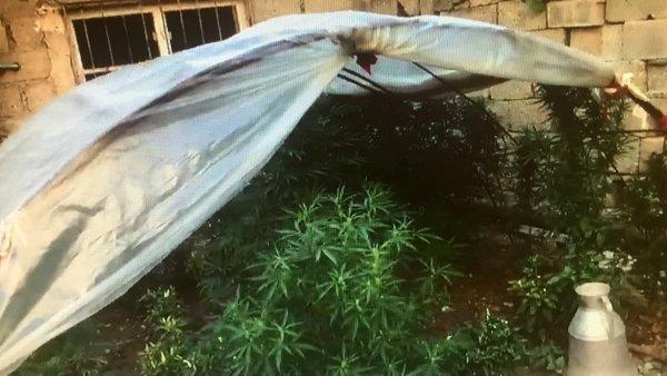 Adana'da bahçesinde kenevir serası kurdu