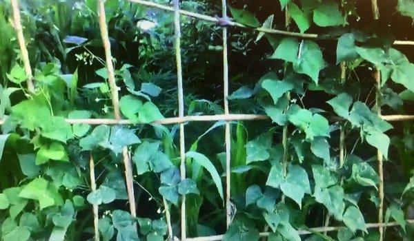 Adana'da bahçesinde kenevir serası kurdu