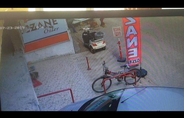 Gebe kediyi pitbullun önüne atıp parçalattı