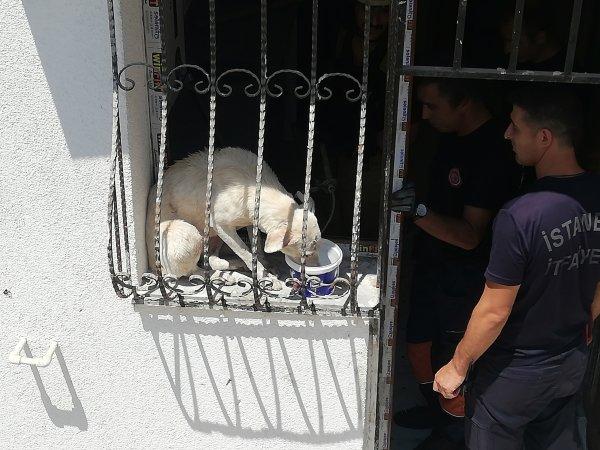 Pencere parmaklıklarına sıkışan köpek kurtarıldı