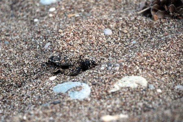 Antalya'da caretta carettaların zorlu yolculuğu başladı