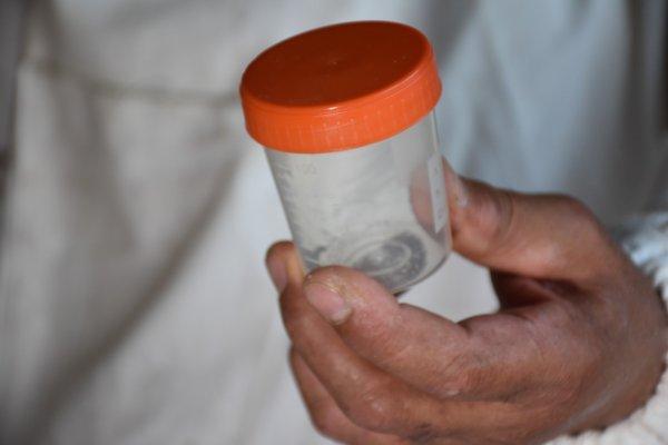 Arı zehrinin kilosu 500 bin lira