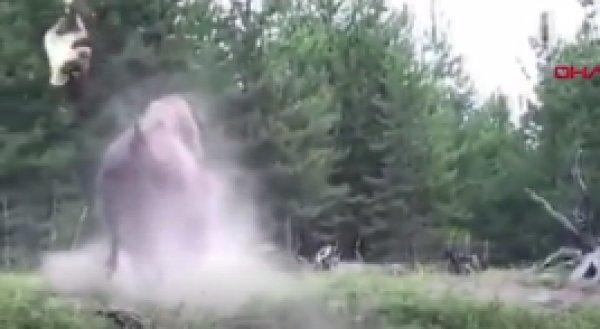 Amerika'da bizon küçük çocuğa saldırdı