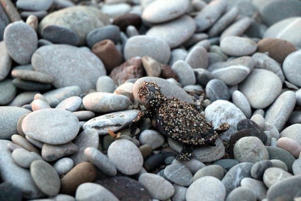 Antalya'da caretta carettaların zorlu yolculuğu başladı