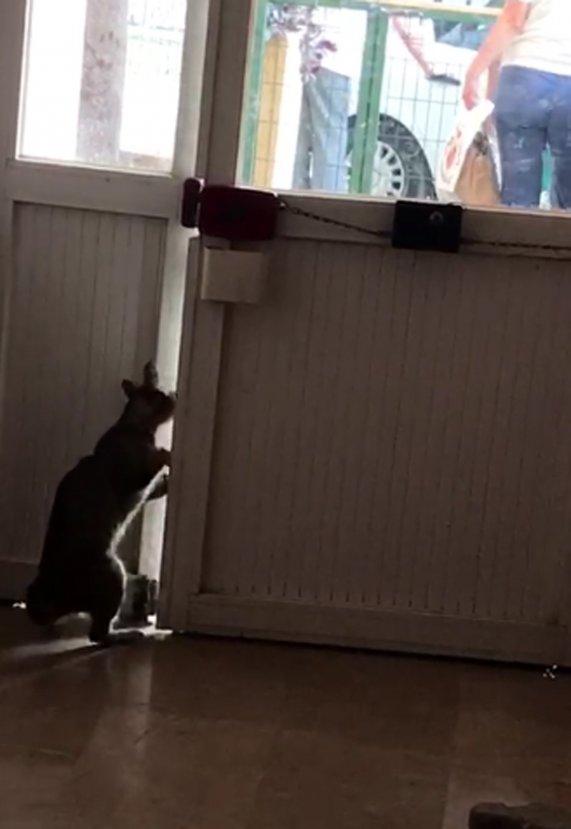 Hatay'da kedinin patisiyle kapı açma çabası