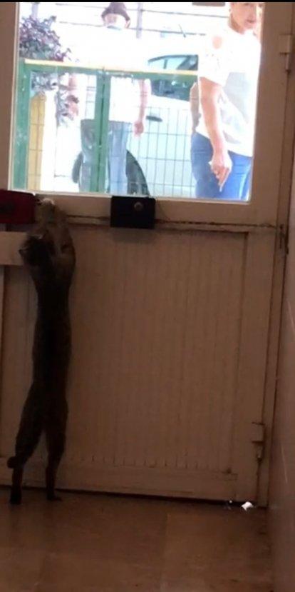 Hatay'da kedinin patisiyle kapı açma çabası