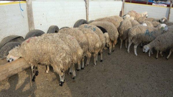 Kırıkkale'de hırsızlar 40 kurbanlık koç çaldı