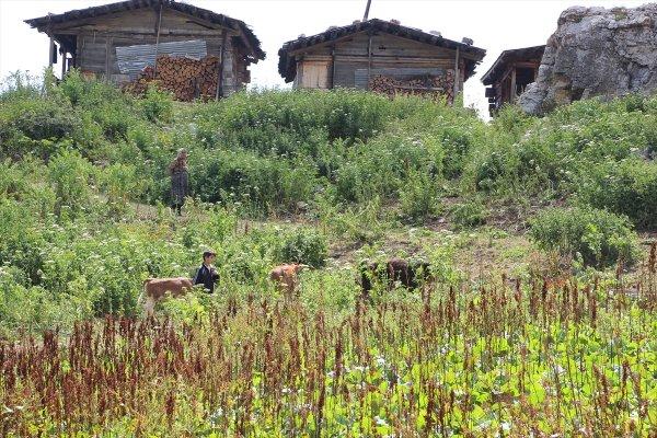 Macahel yaylaları doğaseverleri bekliyor