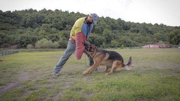 Sokak köpeklerinden 'hassas burun'lar çıkarıyor