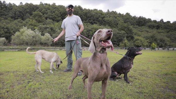 Sokak köpeklerinden 'hassas burun'lar çıkarıyor