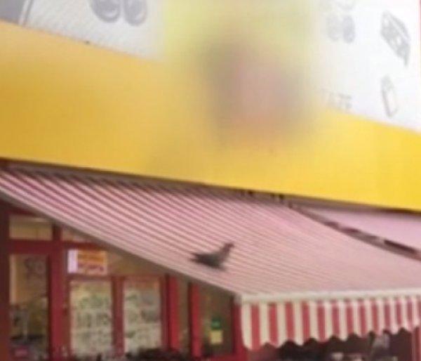 Ankara'da güvercinin oyunu