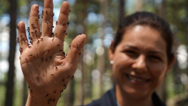 Kırmızı karıncalar ormanların gönüllü koruyucusu oldu