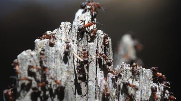 Kırmızı karıncalar ormanların gönüllü koruyucusu oldu