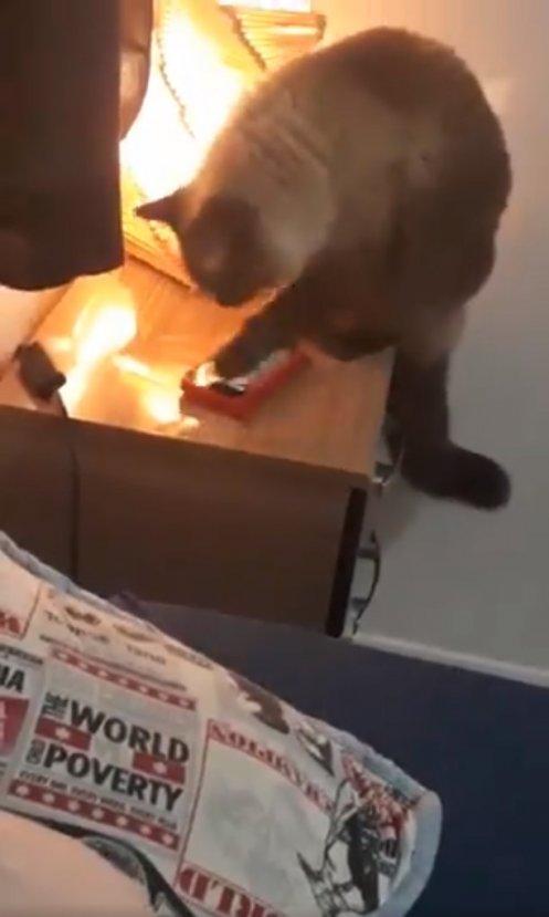 Telefon alarmını kapatan kedi