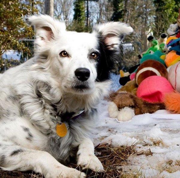 Dünyanın en akıllı köpeği öldü