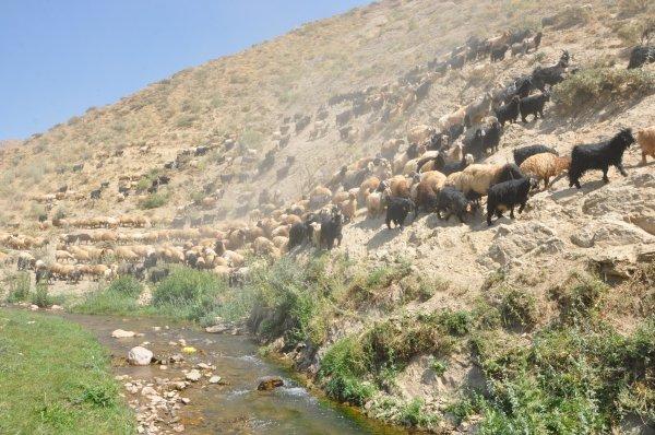 Hakkari'de çoban olan İranlı