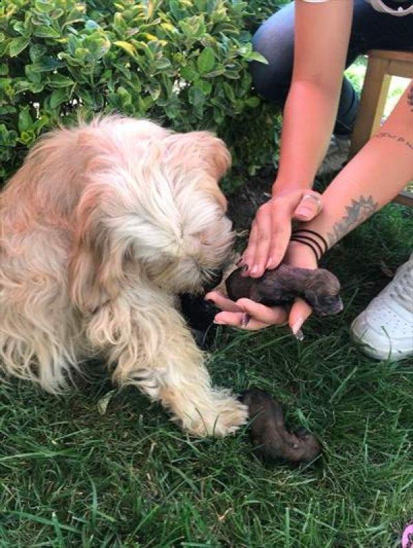 Doğum yapan köpeğe yardıma koştular