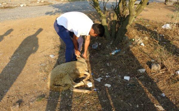 Trafik magandası baklavacı kardeşlere 'tahliye kurbanı'