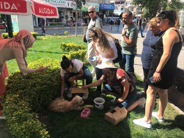Doğum yapan köpeğe yardıma koştular