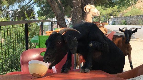 Kafeyi basan keçiler, şekerleri yedi