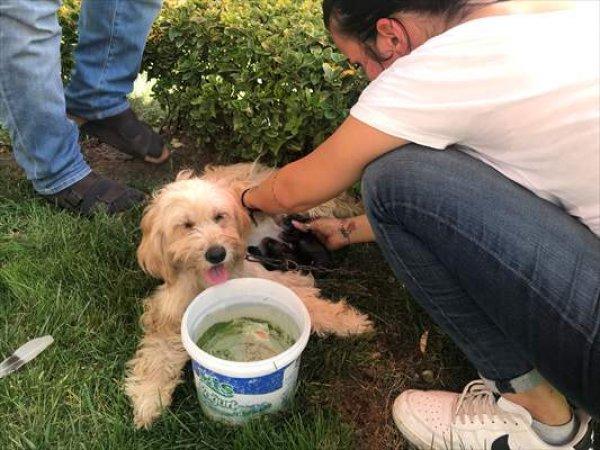 Doğum yapan köpeğe yardıma koştular