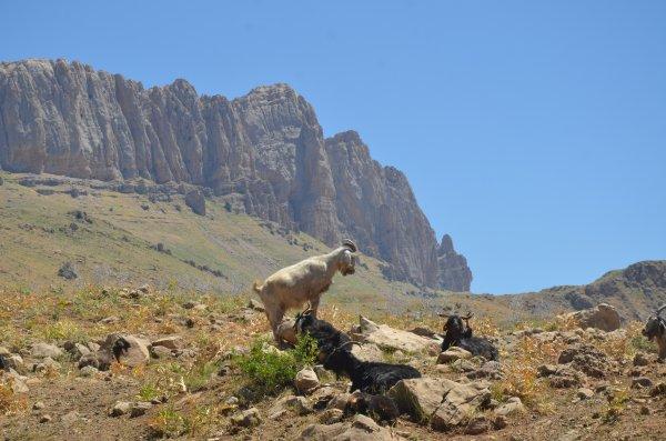Kato Dağı, teröristlerden temizlendi