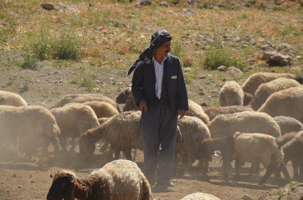 Kato Dağı, teröristlerden temizlendi