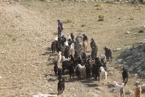 Aileleri için çobanlık yapan ikizlerden büyük başarı